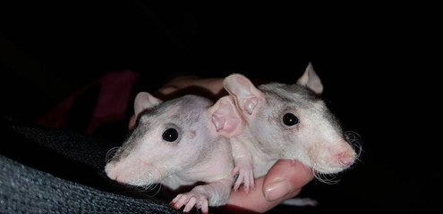 Une femme sauve 2 soeurs rattes sans poils qui se sont fait jeter à la poubelle