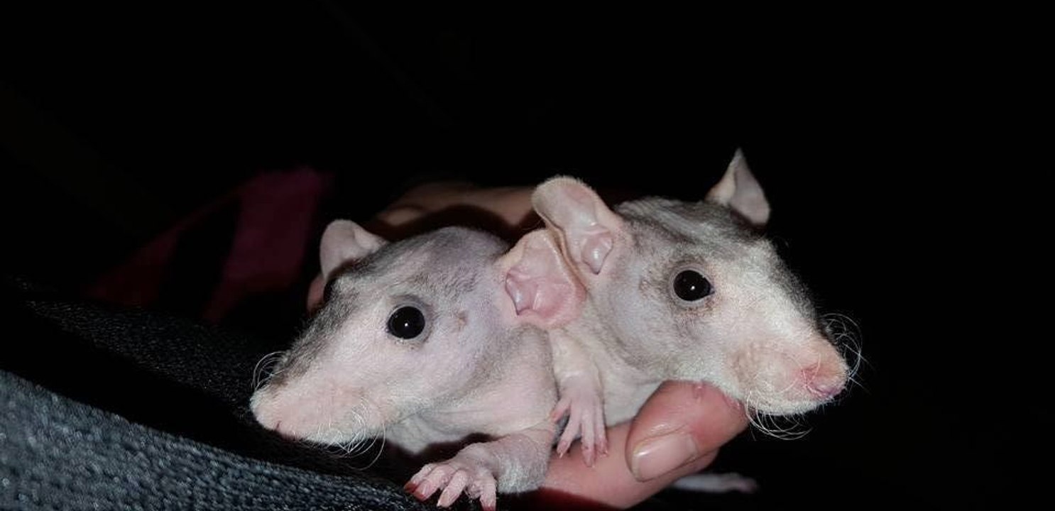 Une femme sauve 2 soeurs rattes sans poils qui se sont fait jeter à la poubelle