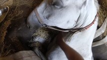 Un fermier sauve son cheval coincé dans un énorme trou au sol en le suppliant de rester en vie