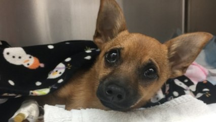 Ils trouvent ce pauvre chien qui vient d'avaler accidentellement de la drogue... Regardez ce qu'il est devenu !