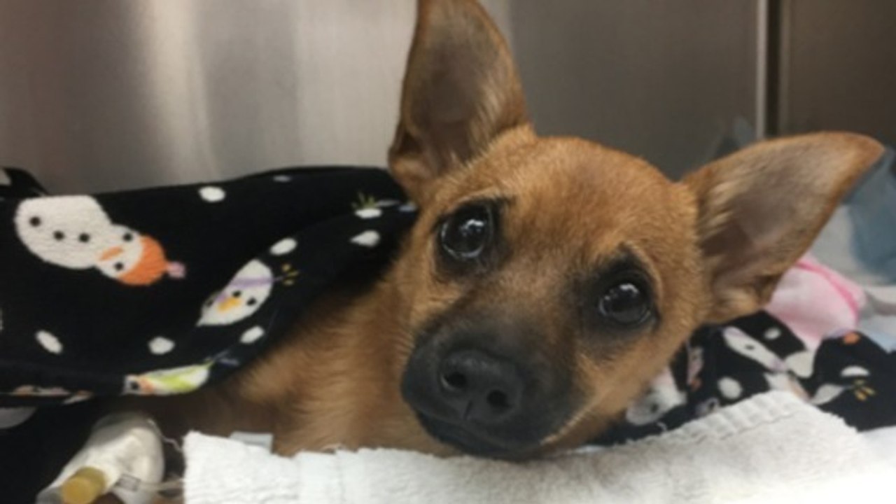 Ils trouvent ce pauvre chien qui vient d'avaler accidentellement de la drogue... Regardez ce qu'il est devenu !