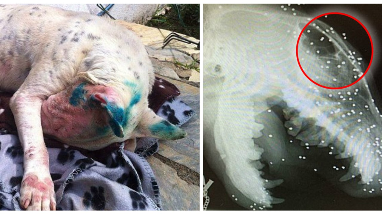 Une femme sauve un chien qui a reçu plus de 50 balles de paintball dans la tête !