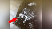 Enfermé dans une cage, ce chien parvient à s'échapper et tente de libérer les autres animaux