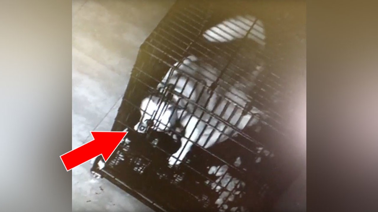 Enfermé dans une cage, ce chien parvient à s'éc...