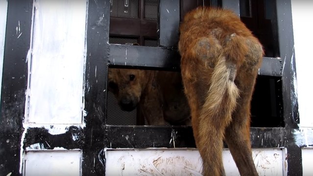 Animal Aid : Les bénévoles sauvent un chien coincé entre les barreaux d'une grille en fer