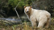 Ours kermode : non, ce n'est pas un ours blanc mais un ours noir canadien
