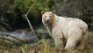 Ours kermode : non, ce n'est pas un ours blanc mais un ours noir canadien