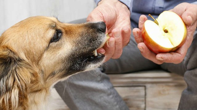 Fruits ou légumes, découvrez quels sont les aliments sains pour la santé de votre chien !