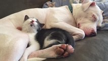Après son adoption, cette chienne maltraitée est devenue mère de substitution pour chatons !