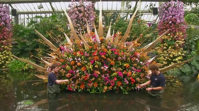 5,000 blooms on display at Kew Gardens orchid festival