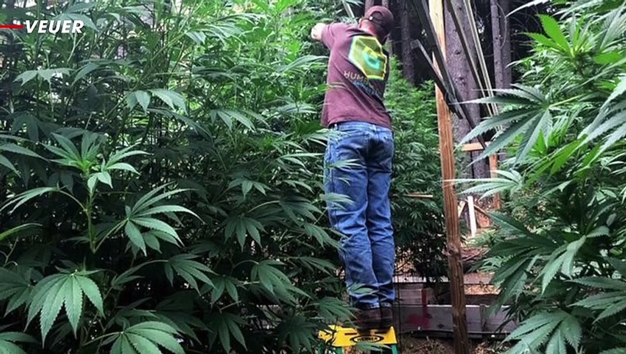 Smoking Cannabis Damages the Lungs, But in a Different Way Than Cigarettes, Study