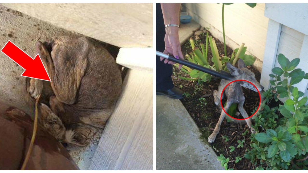 Une femme découvre un chien errant devant chez elle, puis découvre qu'il s'agit d'un coyote !