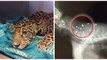 Ce bébé jaguar s'est fait tirer dessus en recevant 18 balles de plomb dans le corps !