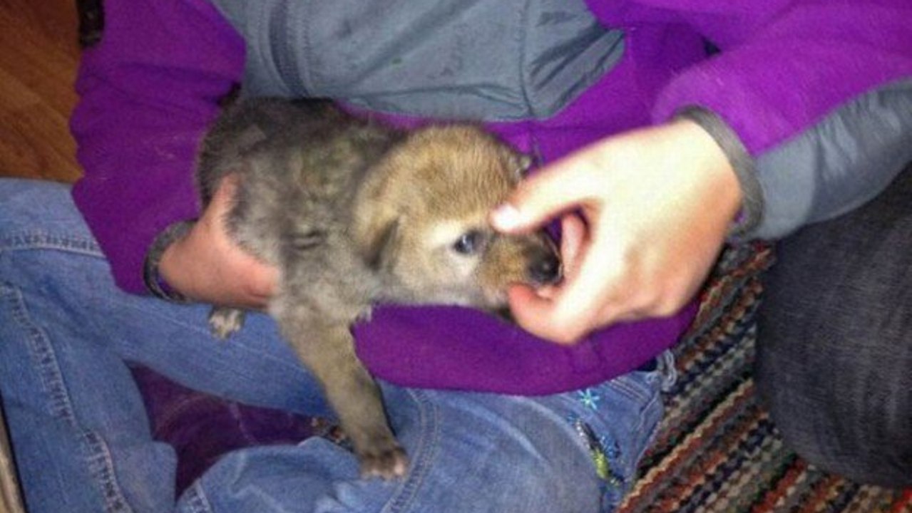 Une fillette et un bébé coyote orphelin deviennent les meilleurs amis du monde