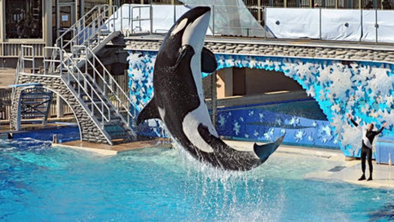 Marineland : Pamela Anderson réclame la libérat...