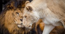 Deux lions maltraités vont finalement tomber amoureux après leur sauvetage