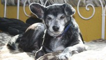 Le chien le plus vieux du monde vient finalement de s'éteindre à l'âge de 23 ans