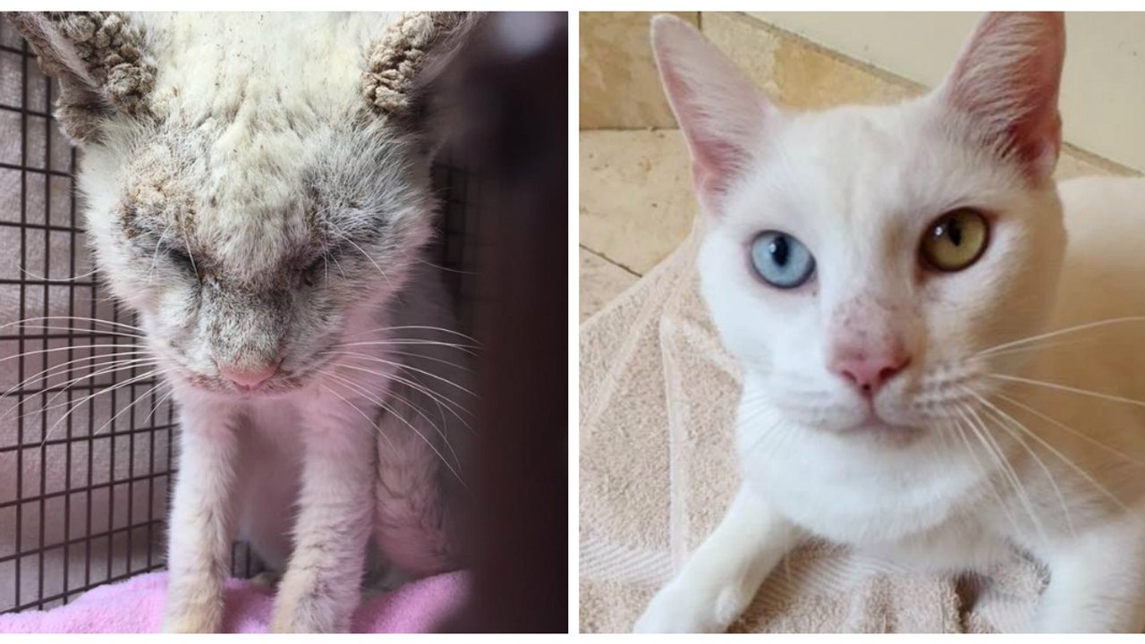 Devenu presque aveugle, ce chat aux yeux fermés affiche désormais un magnifique regard vert et bleu !