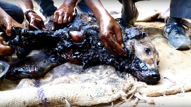 Des bénévoles sauvent une chienne engluée dans un baril de goudron