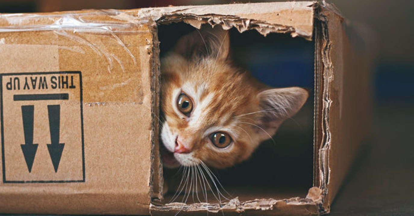 Inde : Ce manuel scolaire apprend aux élèves à asphyxier des chatons dans une boîte pour une expérience scientifique !