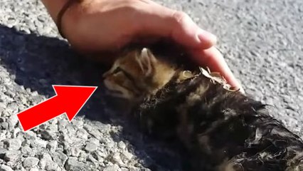 Un couple sauve un chaton mourant et abandonné sur la route