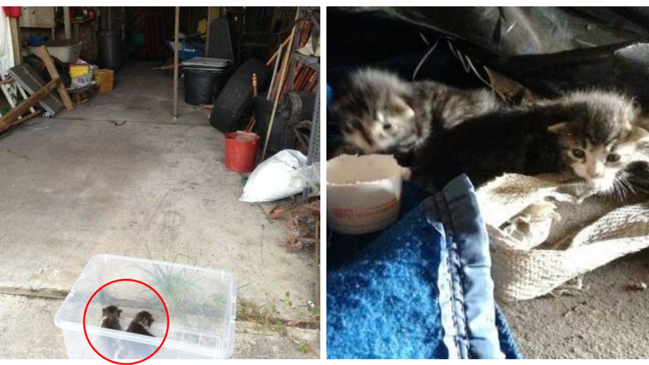 Une femme sauve ces 2 chatons abandonnés. 3 ans plus tard, ils sont métamorphosés !