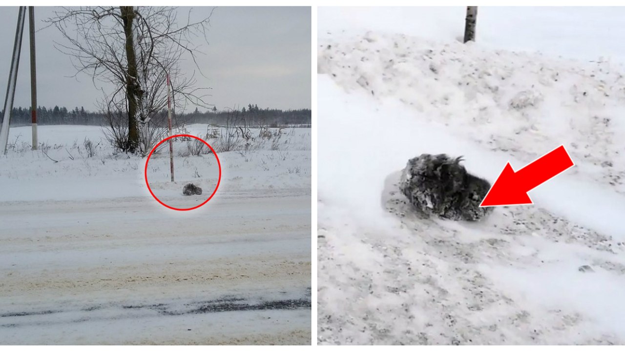 Un homme sauve un chaton abandonné et gelé dans la neige sur le bord de la route
