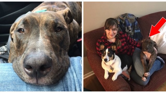 Abandonné dans un refuge, ce chien n'arrête pas de faire des câlins à sa sauveuse