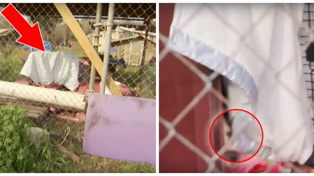 Effrayée par l'arrivée de ses sauveurs, cette maman chien fait tout pour protéger ses petits