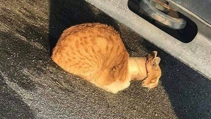 Un couple sauve un chat errant avec un rouleau adhésif coincé autour du cou