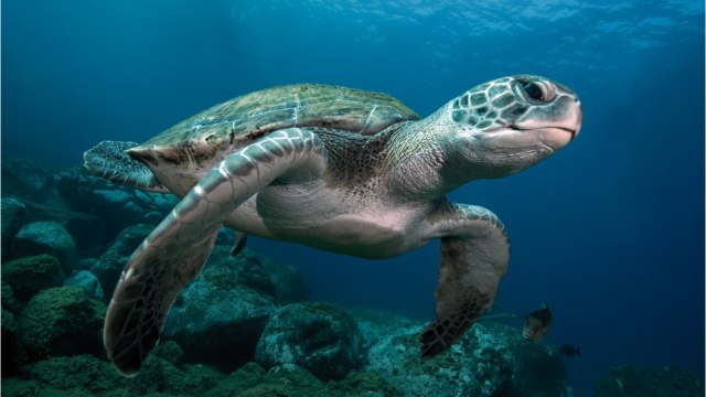 Mayotte : les tortues vertes en danger à cause du braconnage / Mayotte
