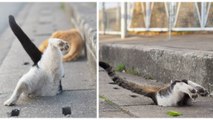 Cet homme photographie des chats errants qui s'amusent à sauter dans des trous d'évacuation !