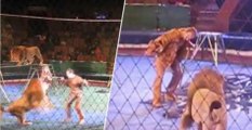 Ukraine: deux lions s'attaquent à leur dresseur en plein spectacle de cirque