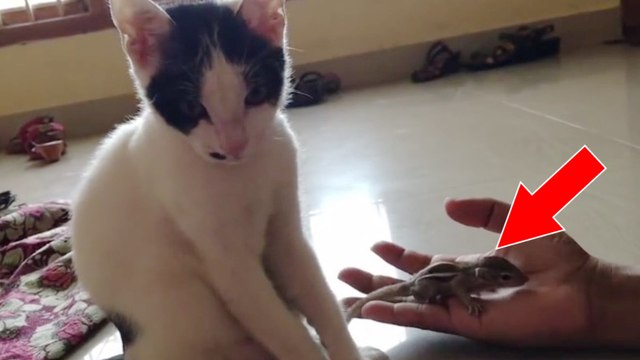 En pleine tempête, une chatte veille sur 4 bébés écureuils en attendant le retour de leur mère