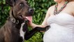 Futures mamans : Enceinte avec un chien à vos côtés ? Votre bébé sera en bonne santé !