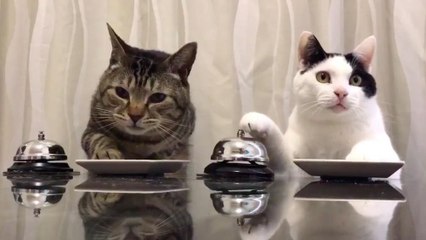 Ces 2 chats ont appris à utiliser leur sonnette pour réclamer des friandises !