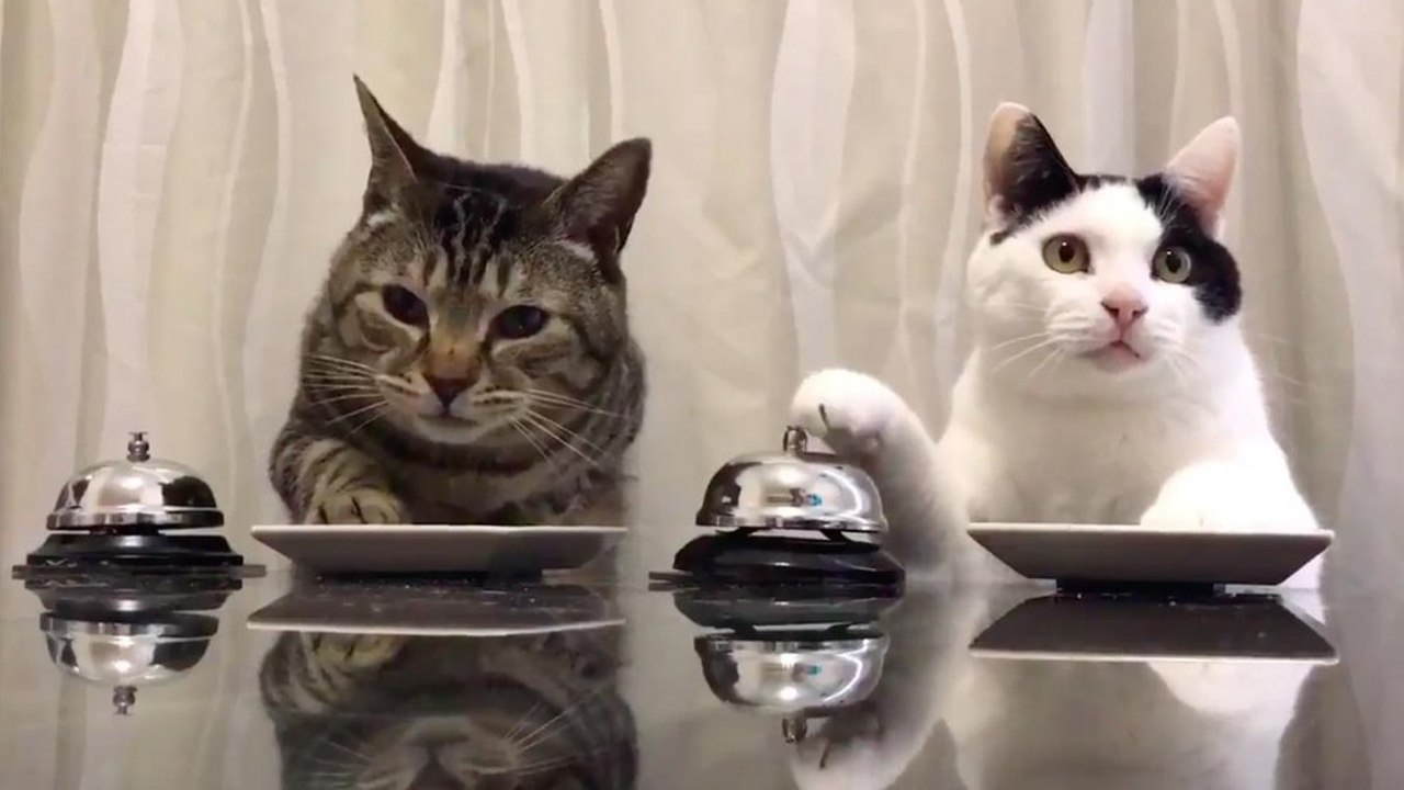 Ces 2 chats ont appris à utiliser leur sonnette pour réclamer des friandises !