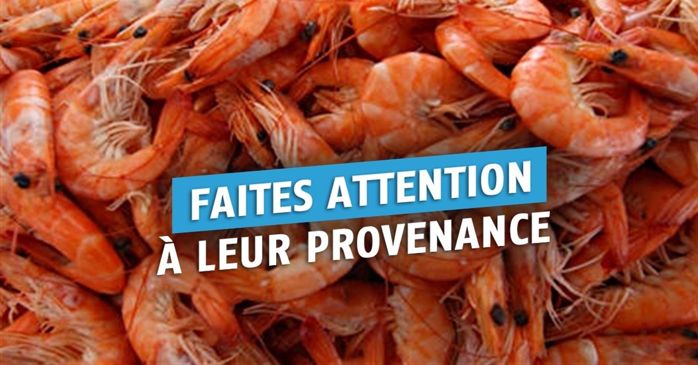3 scandales alimentaires qui vous feront voir la crevette autrement !