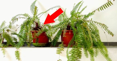 La fougère : le grand retour de la plante verte dans les intérieurs !