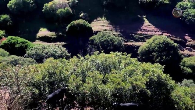 Chasse Perdrix Aux Chiens d'Arrêt - EL BAZ - Khemisset - Maroc