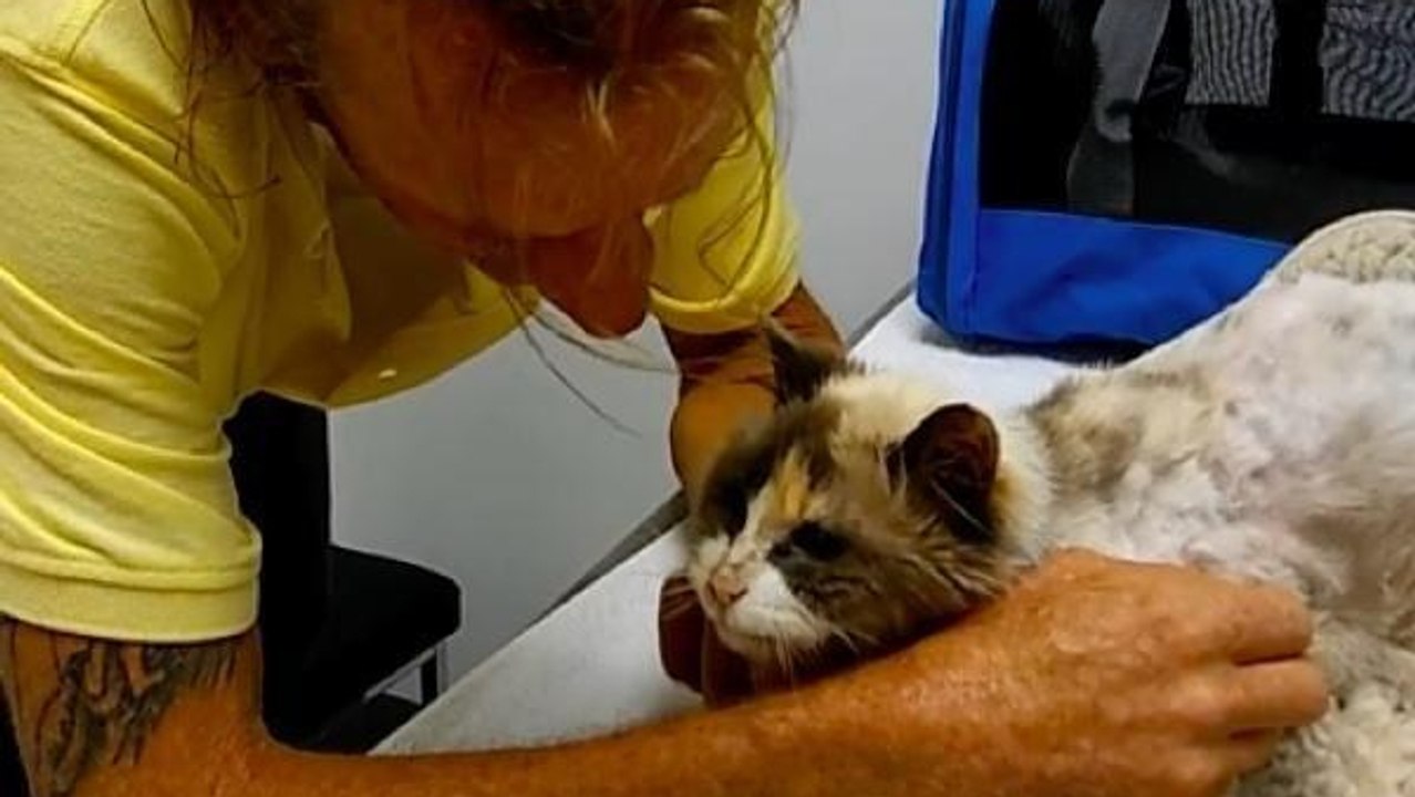 Retrouvailles émouvantes entre un maître et sa chatte sourde et aveugle