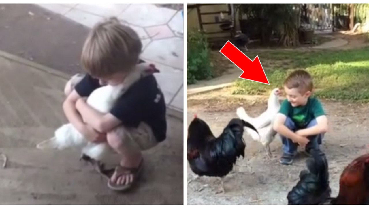 Cette poule adore faire des câlins à son petit garçon préféré !