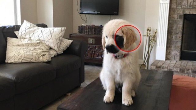Un chiot Golden Retriever étonne les internautes avec son étonnante tache noire !