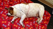 Maltraité et abandonné par ses maîtres, ce chien est devenu obèse jusqu'à peser 35 kg !
