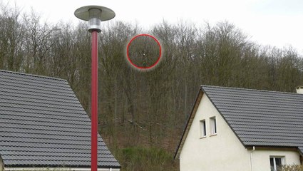 Seine-Maritime : Un chat s'est retrouvé coincé dans un arbre pendant plus d'une semaine !