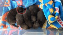 Un homme découvre 5 chiots abandonnés dans un jardin... puis réalise qu'il s'agit de bébés renards !