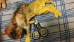 Une femme trouve 2 chatons couverts de peinture jaune et abandonnés dans une boîte !