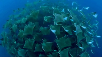 Golfe du Mexique : le ballet somptueux des Raies "volantes" Mobula