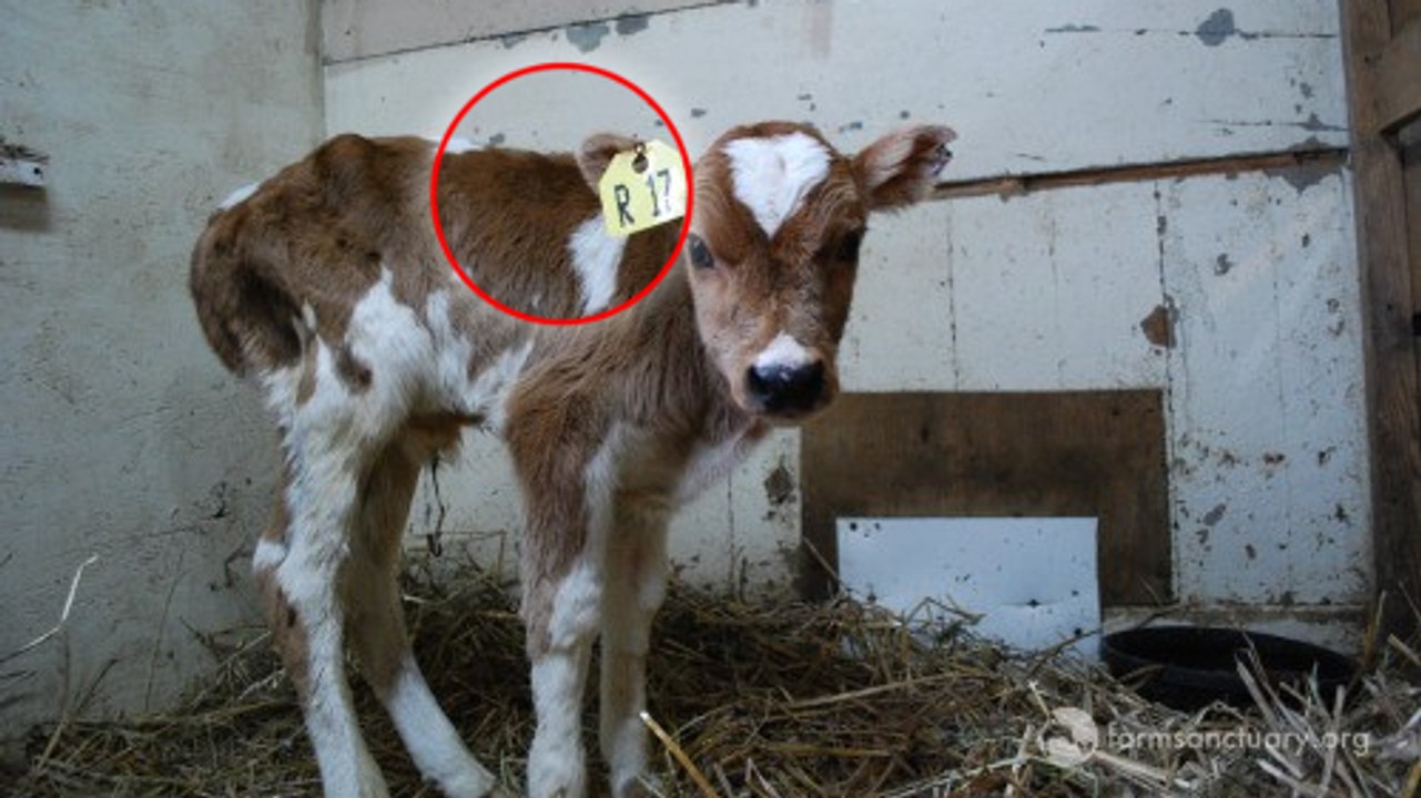 Sauvés d'une vente aux enchères, 2 veaux deviennent des amis inséparables