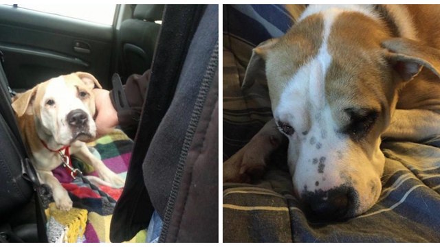 Retrouvailles émouvantes entre une chienne et ses petits après une séparation des plus brutales